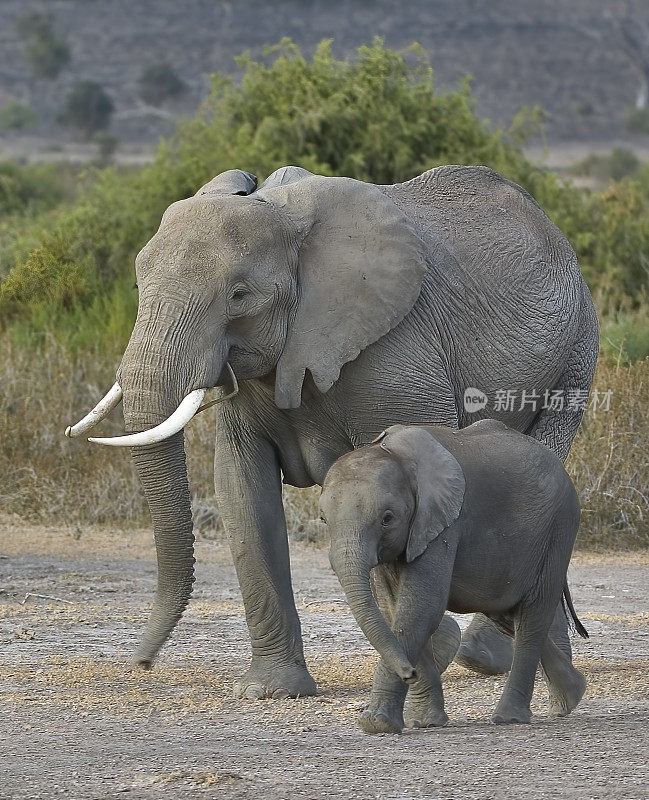 非洲丛林象或非洲草原象(Loxodonta africana)是两种非洲象中较大的一种。肯尼亚安博塞利国家公园。一群或一群非洲象在尘土飞扬的干燥地区行走。